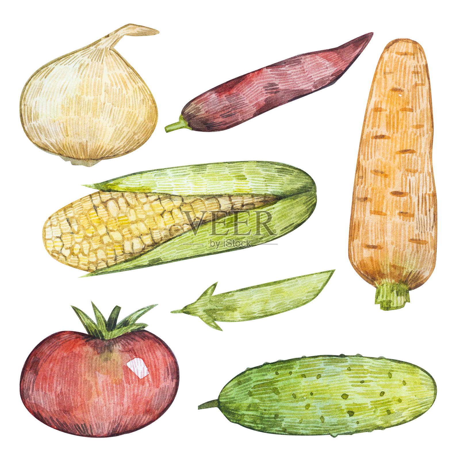 的蔬菜插画图片素材