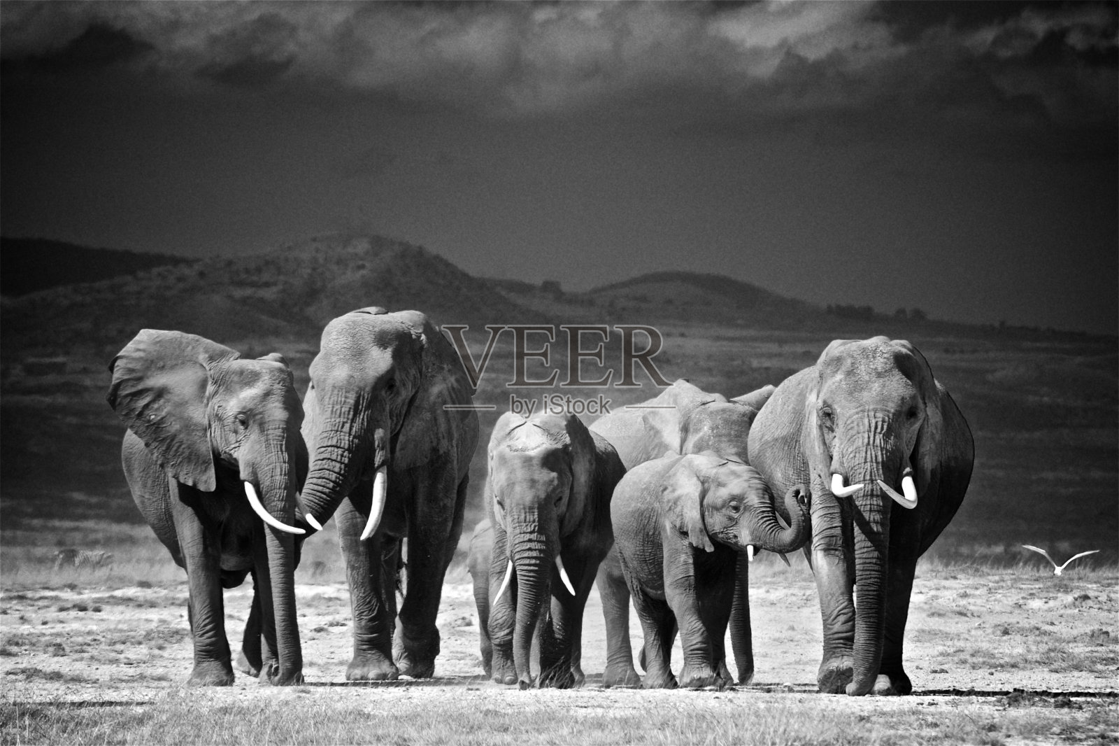 肯尼亚安博塞利的大象家族照片摄影图片