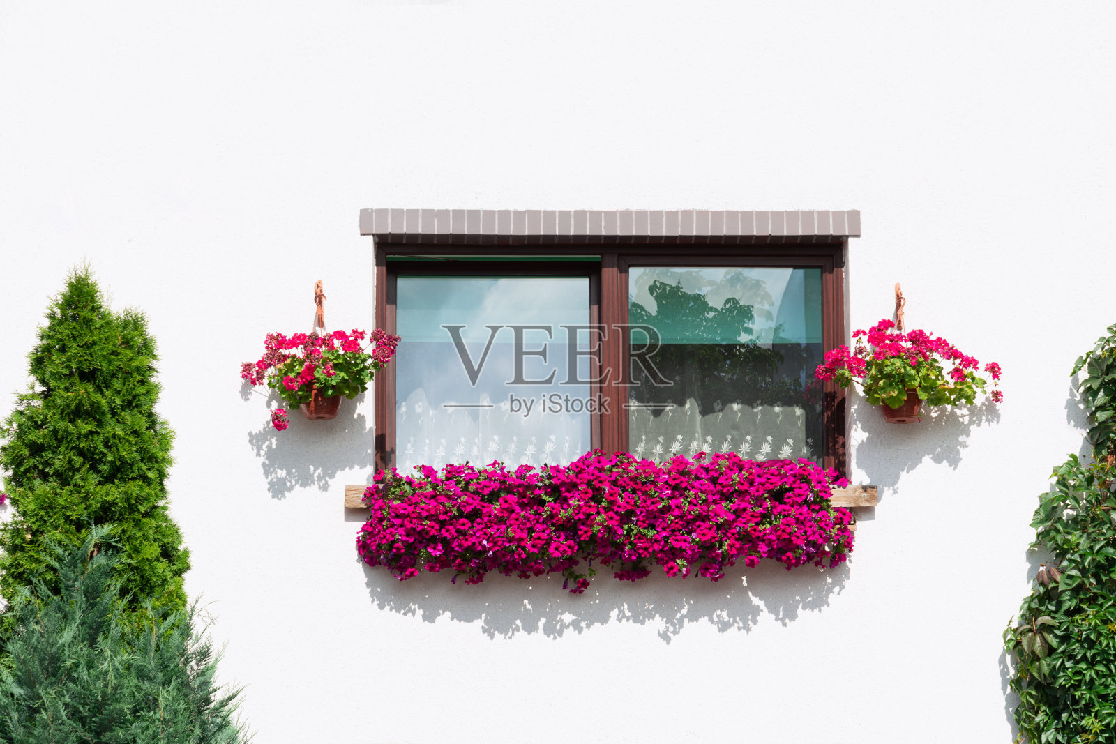 窗外的景色，在一个白色的建筑装饰着花在一个花盆。金钟柏附近生长。植物的概念,装饰。照片摄影图片