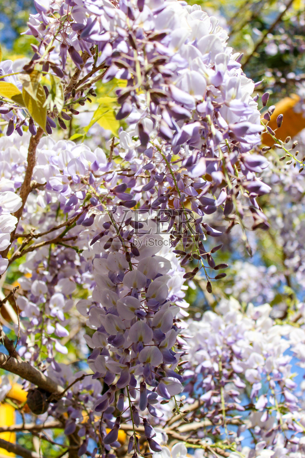 紫藤，有芳香的紫色花的大总状花序。照片摄影图片