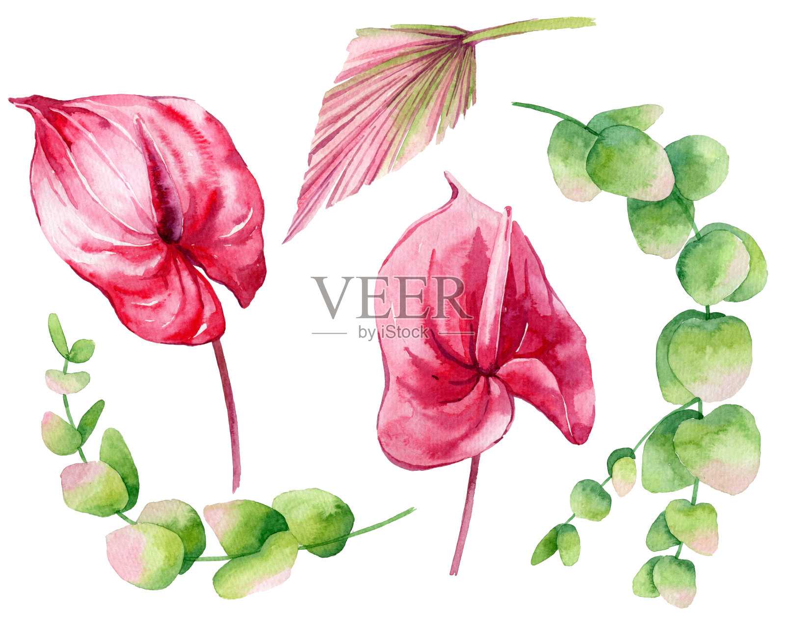 一套热带植物和花在一个白色的背景插画图片素材