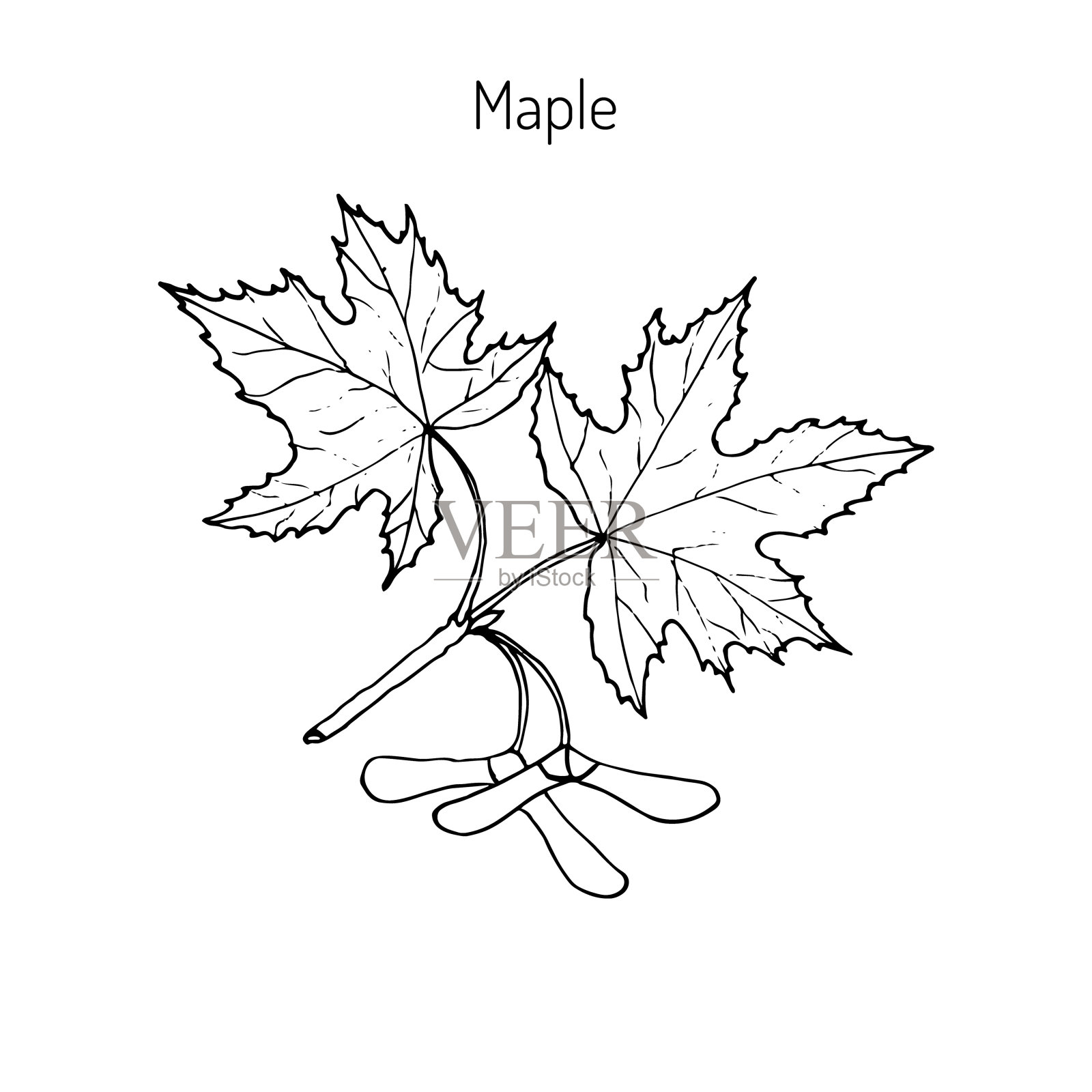 有叶子和种子的枫树枝设计元素图片