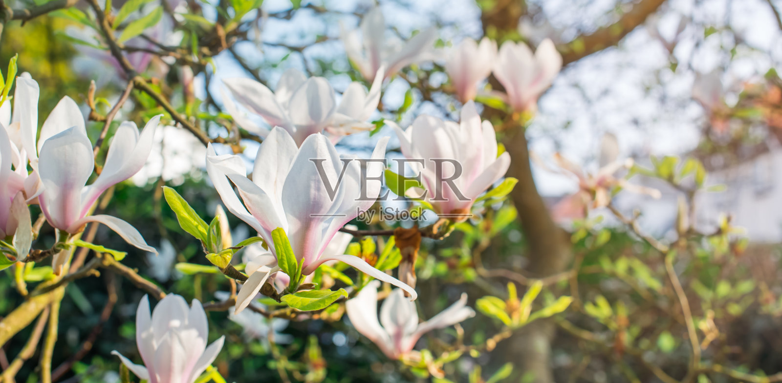 盛开的木兰树浓密覆盖着美丽的新鲜的白色和粉红色的花在春天。美好的一天的阳光。宽水平旗帜。副本的空间。照片摄影图片