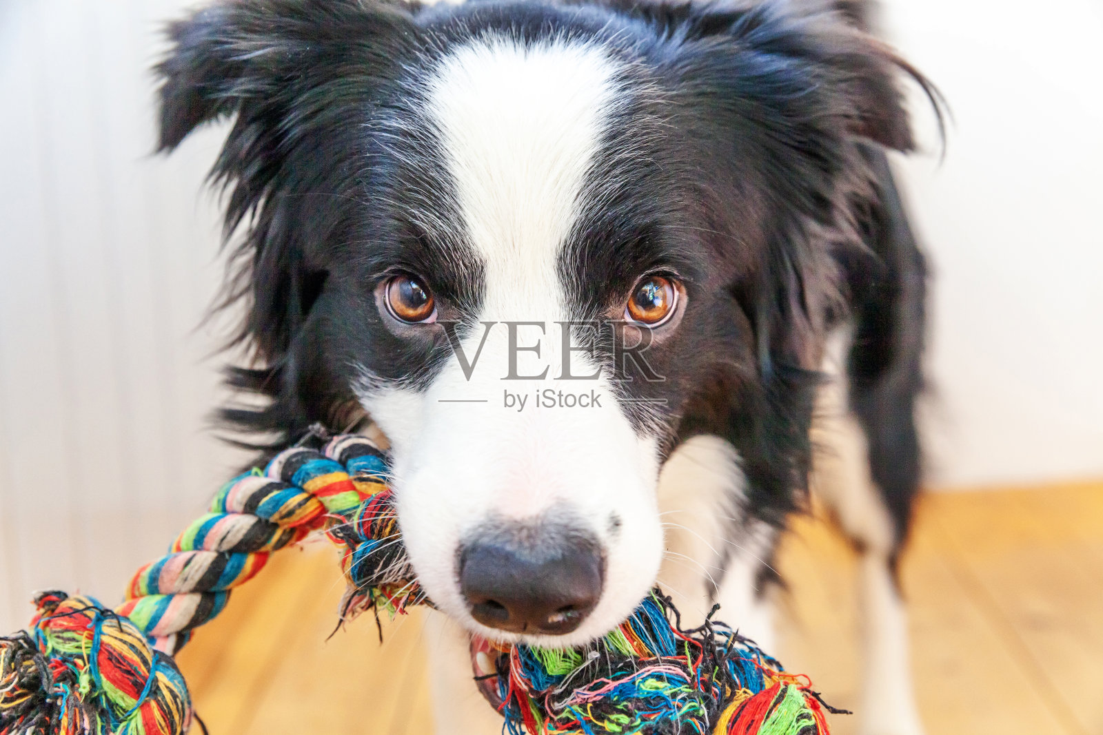 滑稽的肖像可爱的微笑小狗狗边境牧羊犬持有彩色绳子玩具在嘴里。家庭的新成员小狗在家里与主人玩耍。宠物护理和动物概念照片摄影图片