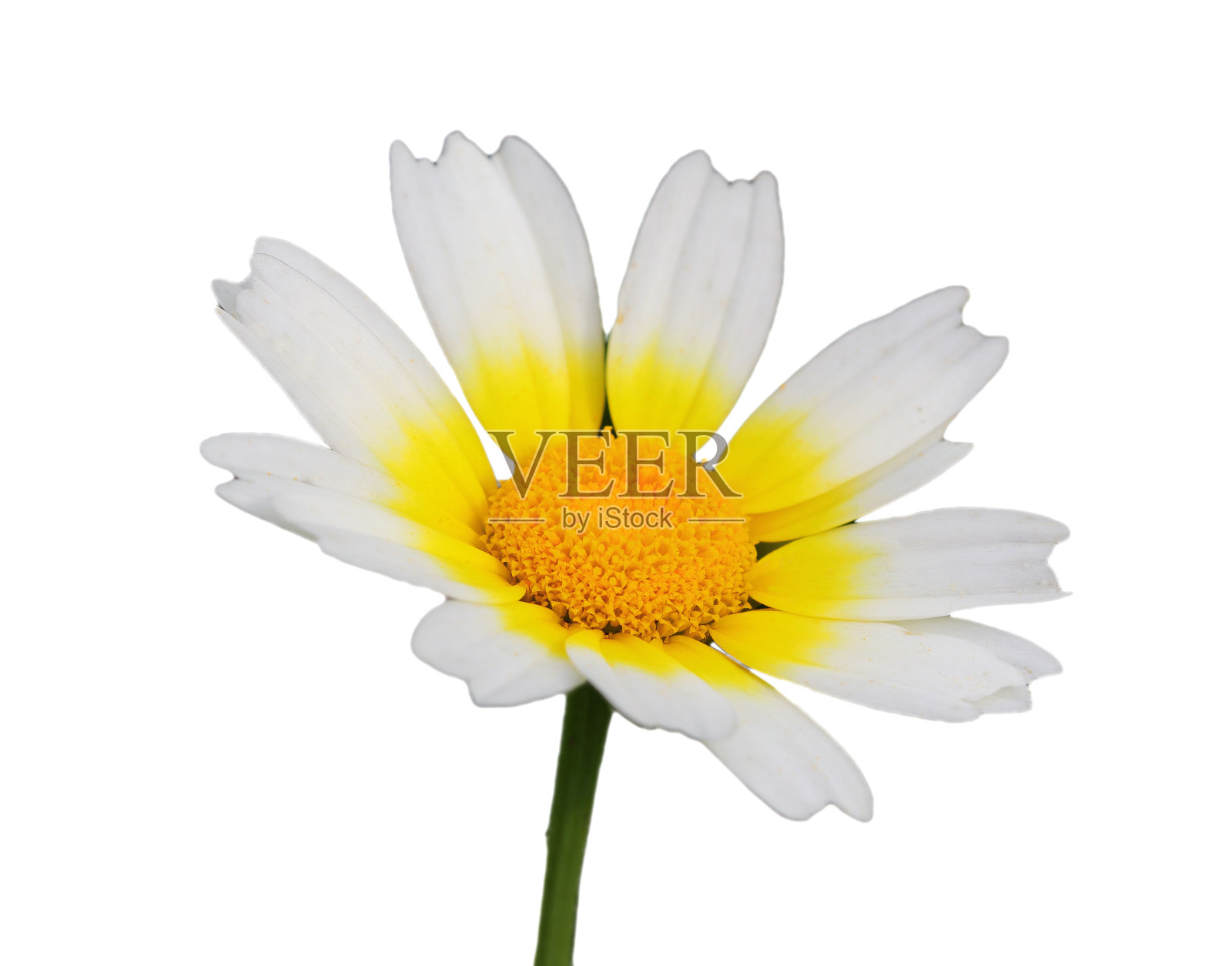 冠雏菊- Glebionis冠白背景。照片摄影图片