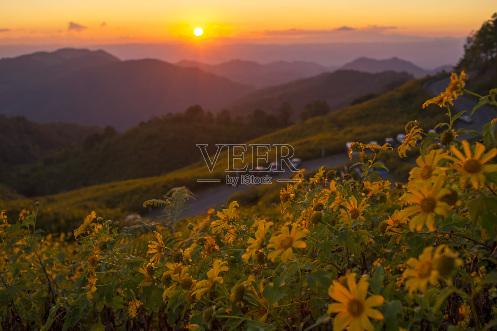 墨西哥向日葵(东布塘花)在日落天空山上，梅洪儿省，泰国。照片摄影图片
