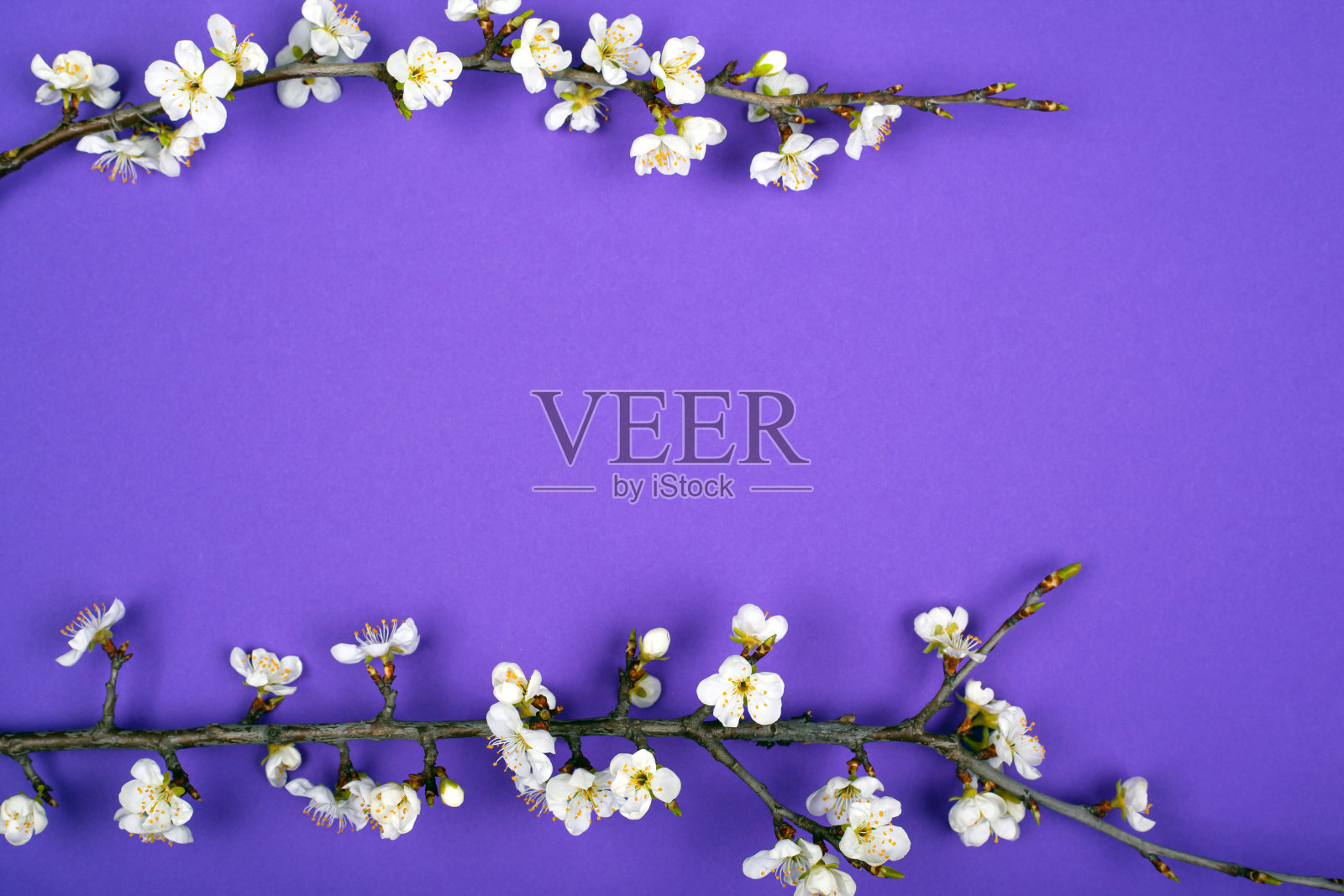 盛开的嫩枝杏花春色紫美
背景布置图平铺照片摄影图片