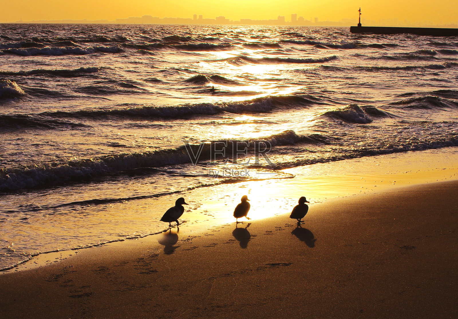 海滩上有三只鸟。照片摄影图片