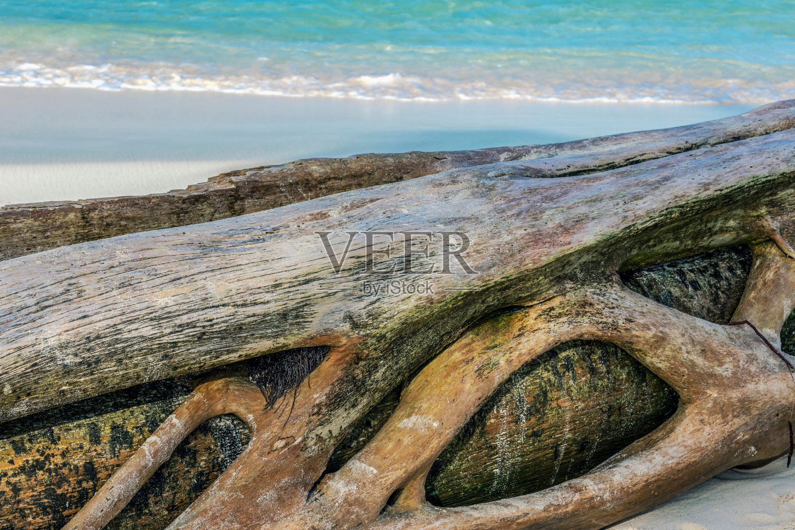 背景与一个老棕榈树树干在一个野生的海滩照片摄影图片