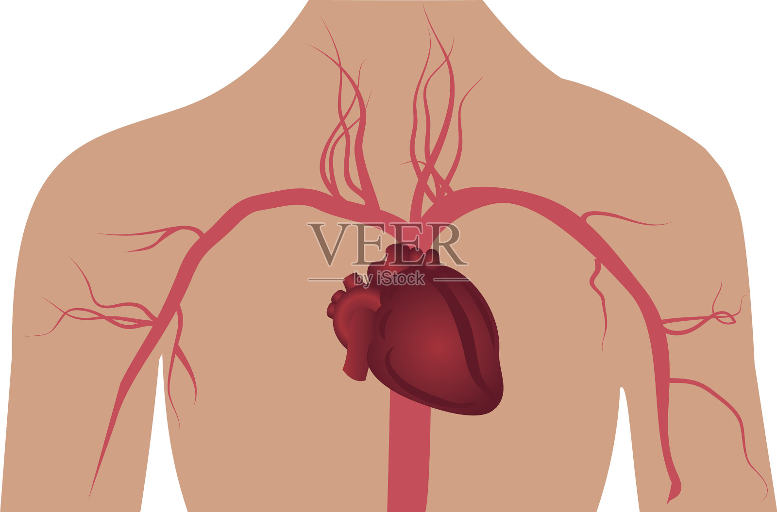 人体动脉系统插画图片素材