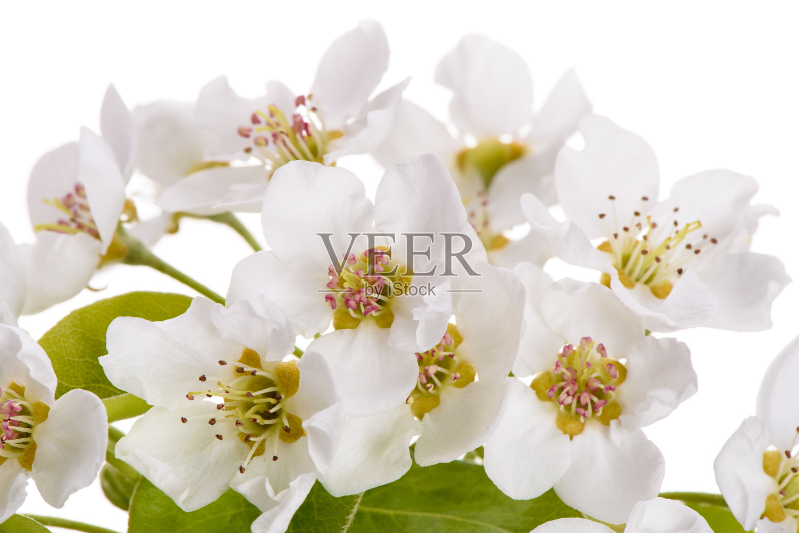 盛开的花梨树孤立在白色的背景照片摄影图片