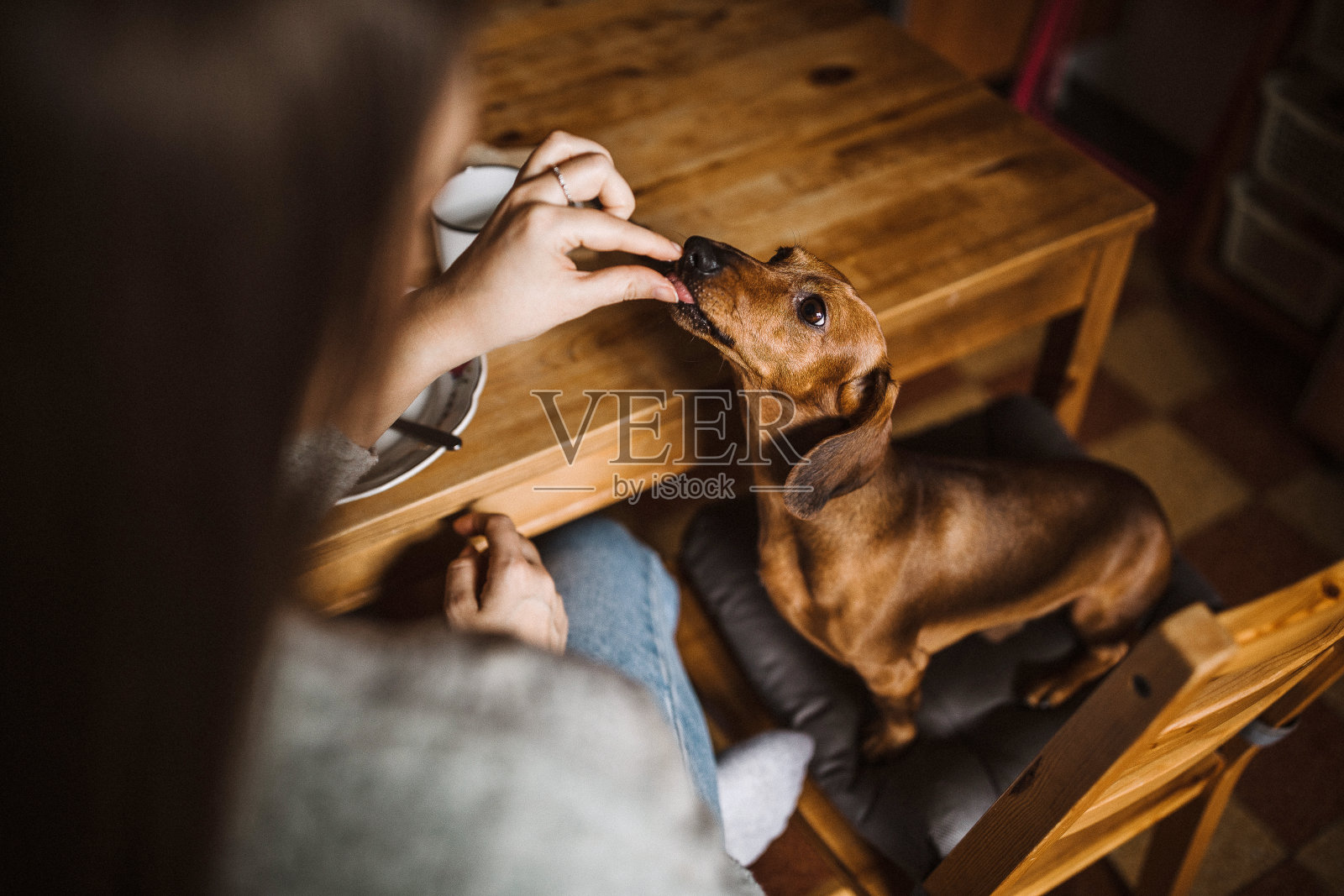 和她的腊肠狗一起吃早餐照片摄影图片