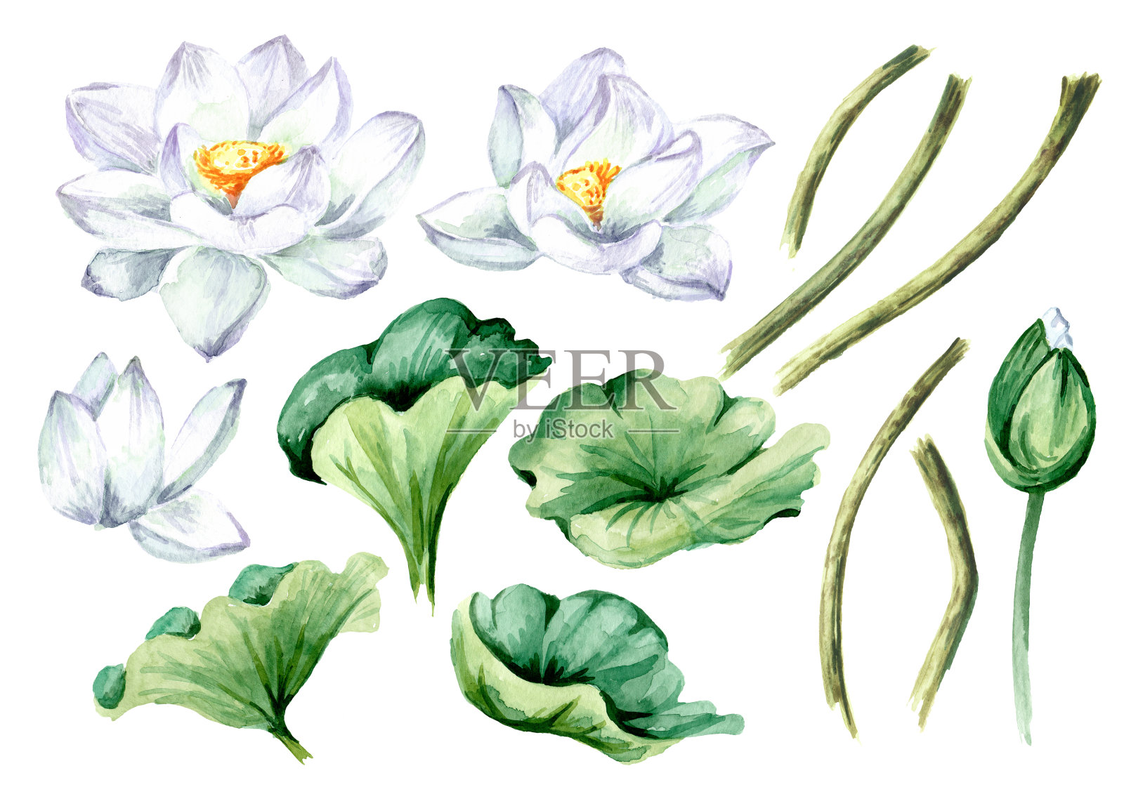 白莲花绿叶集。手绘植物水彩插图孤立的白色背景设计元素图片