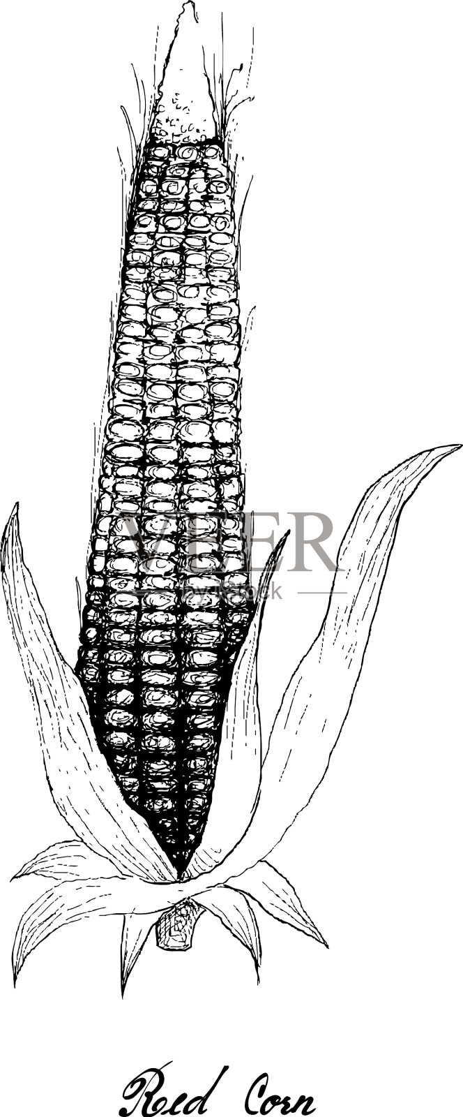 手绘红色玉米在白色的背景插画图片素材