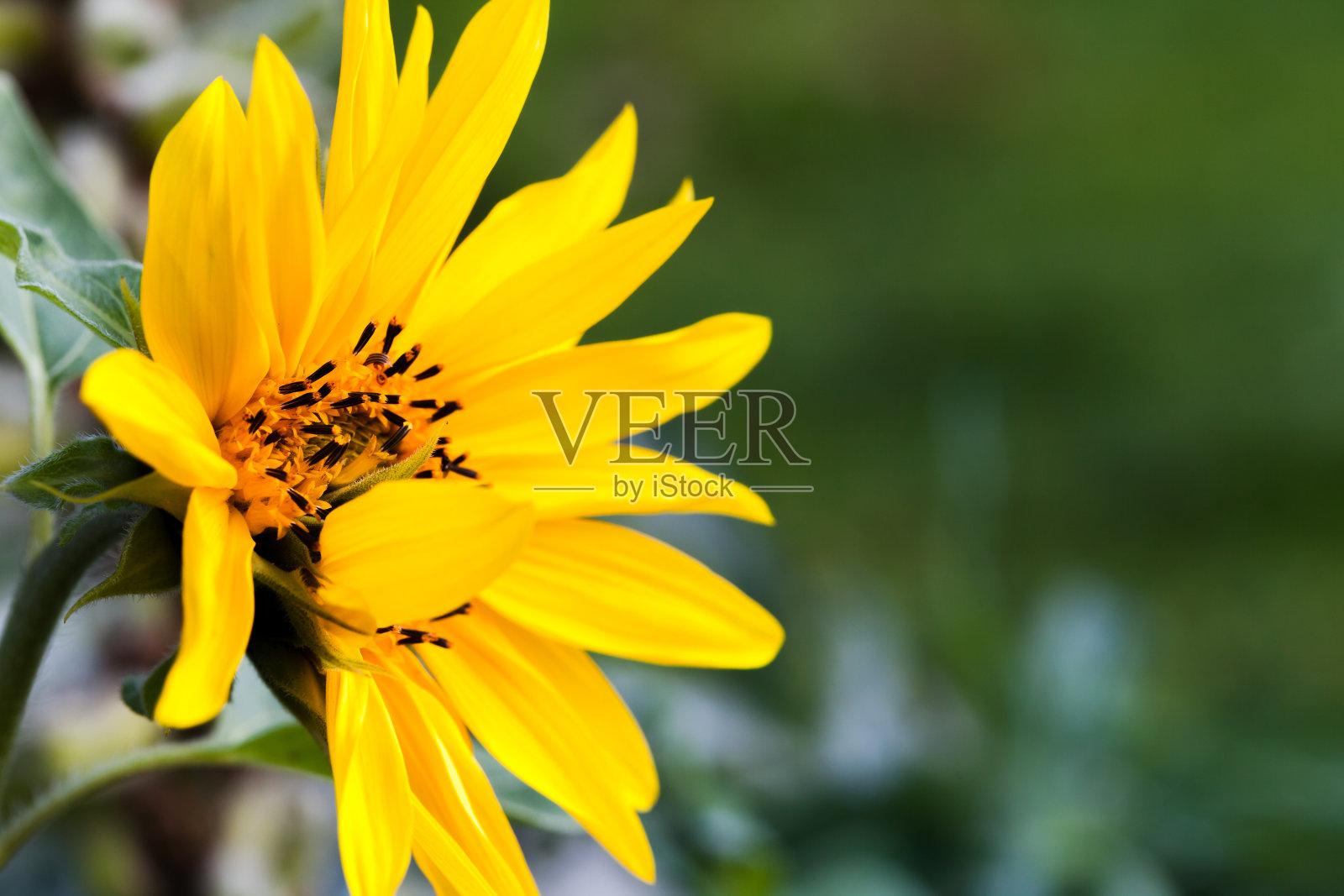黄色的向日葵在花园里，自然特写照片照片摄影图片