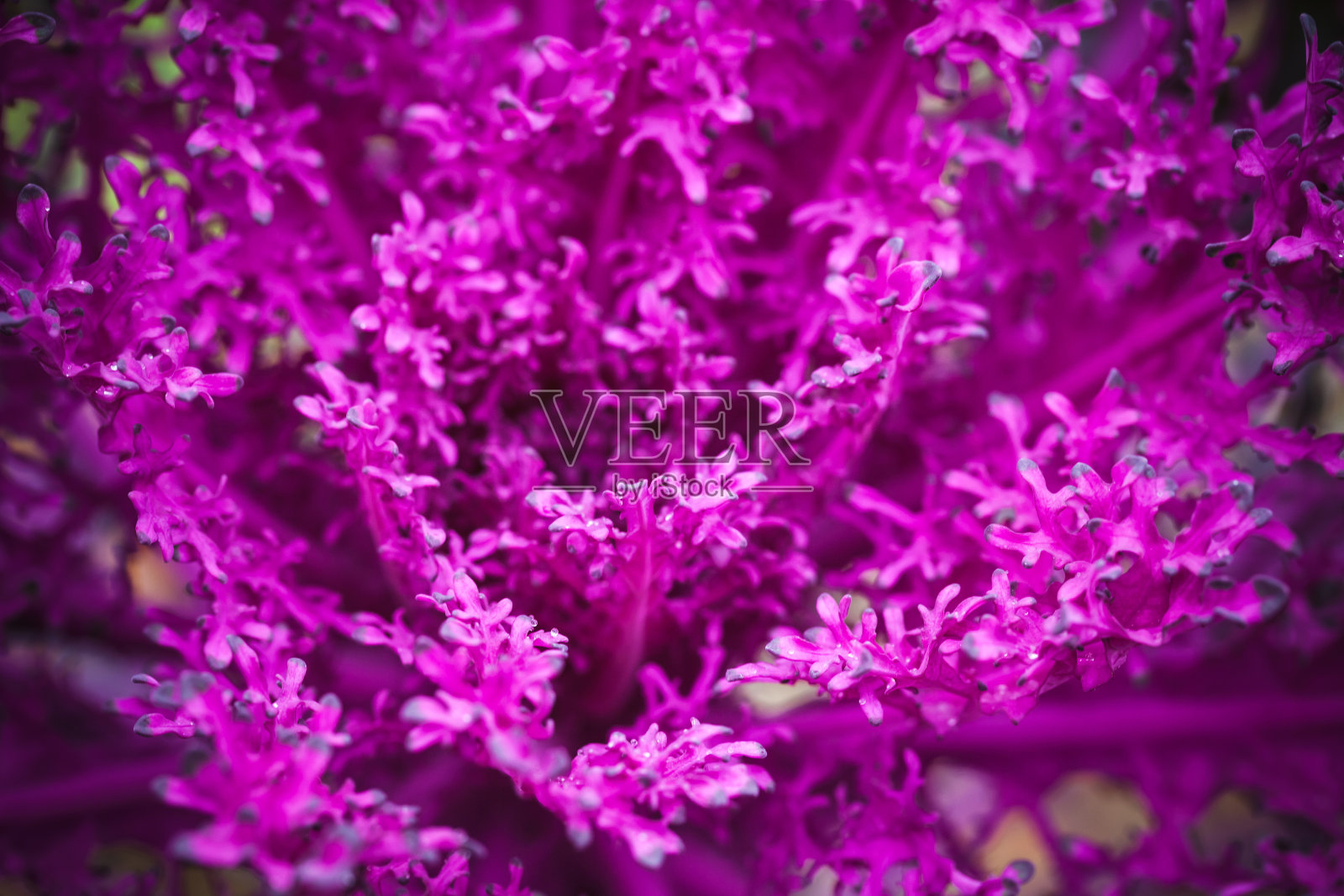 装饰白菜与紫色的叶子特写照片摄影图片