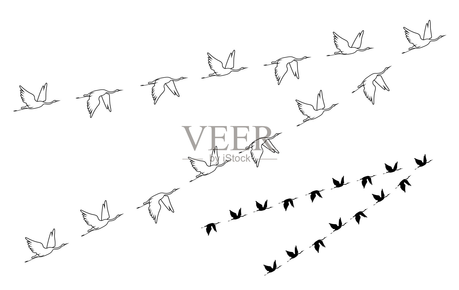 一群鹤鸟。向量轮廓图像。插画图片素材