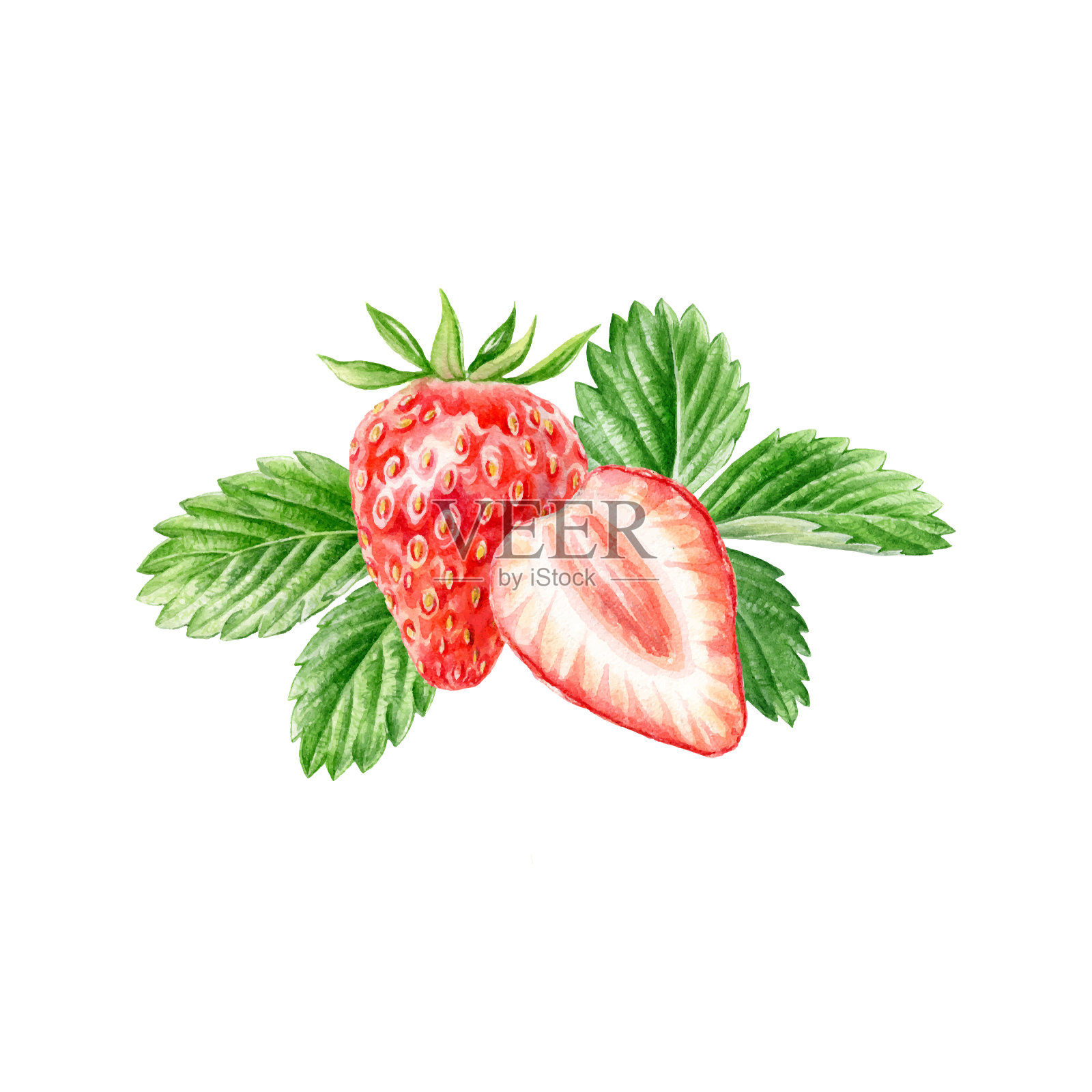 草莓向量水彩集。手绘水彩画插图。新鲜的红浆果。绿叶,早午餐。包装隔离背景设计元素图片