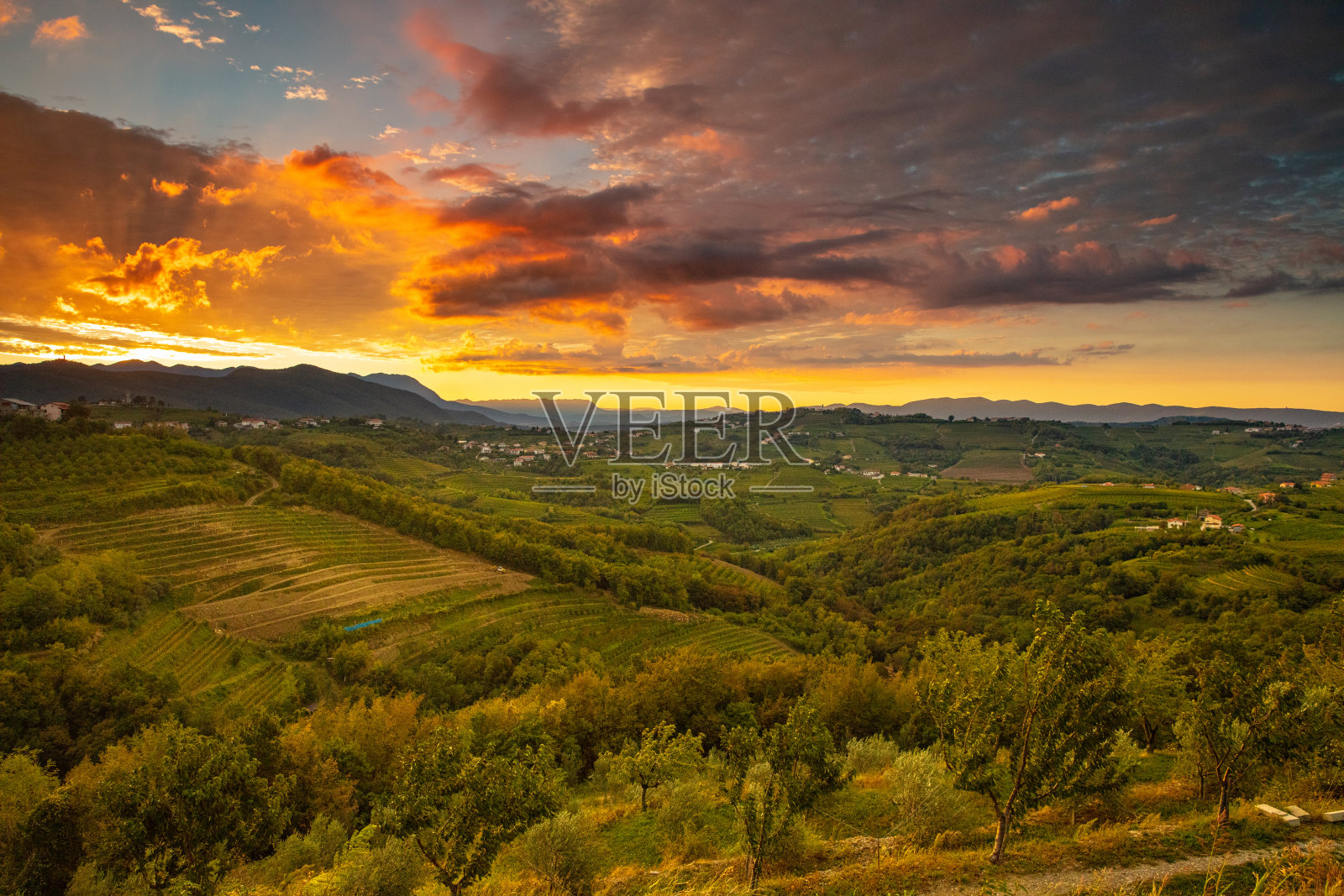 斯洛文尼亚戈里斯卡布尔达，日落时分的田野和山丘上的橄榄树照片摄影图片