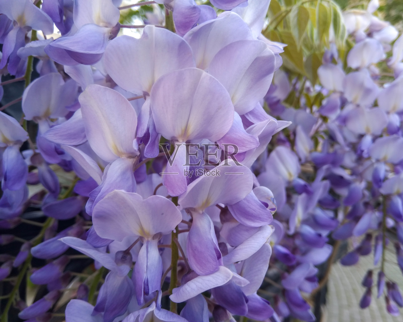 紫藤的花香味照片摄影图片