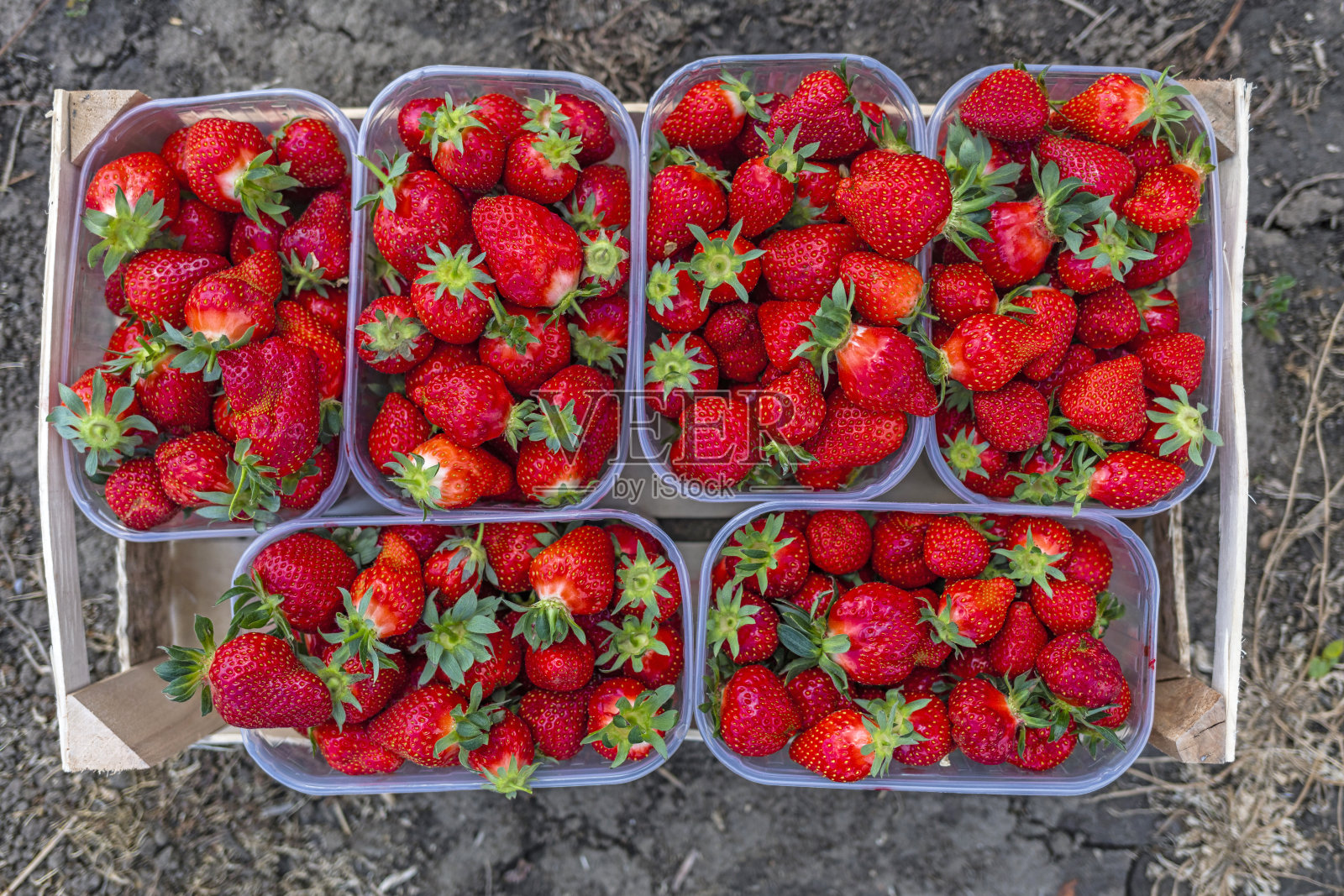 刚从农场摘的新鲜有机草莓照片摄影图片