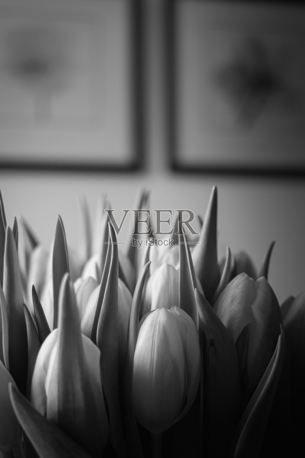 一束盛开的郁金香在一个花瓶在客厅的桌子上的特写与墙壁装饰的背景。照片摄影图片