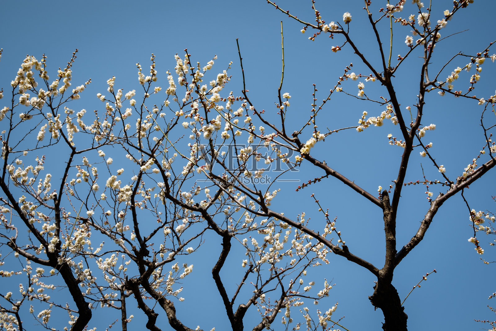 日本美丽的白色樱花和蓝天照片摄影图片