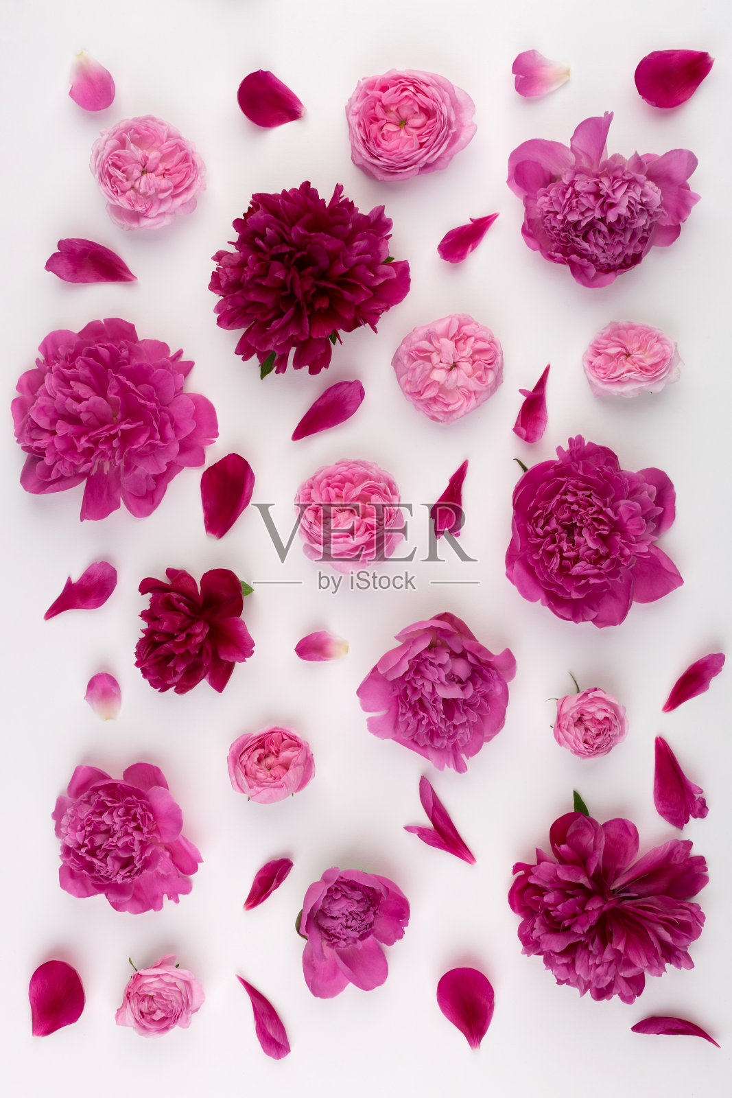 花朵图案的粉红色牡丹花，英国玫瑰和花瓣在白色的背景。平躺照片摄影图片