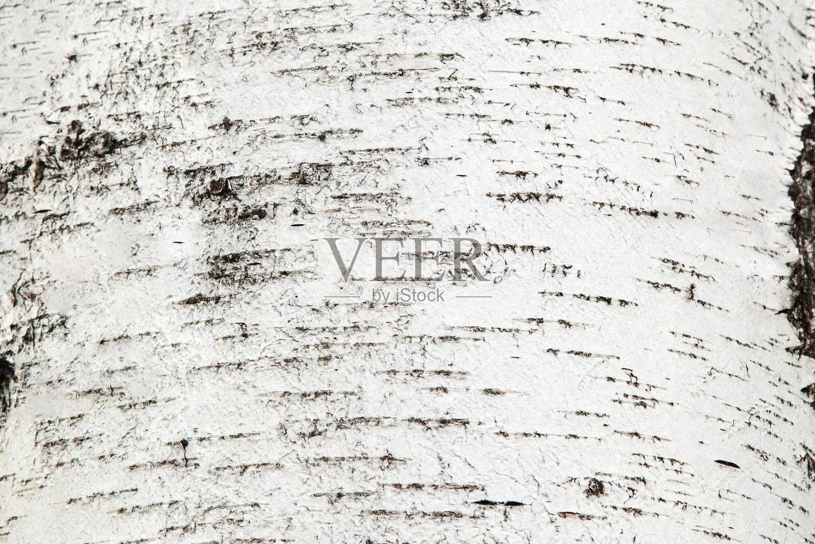白桦树皮纹理背景。照片摄影图片