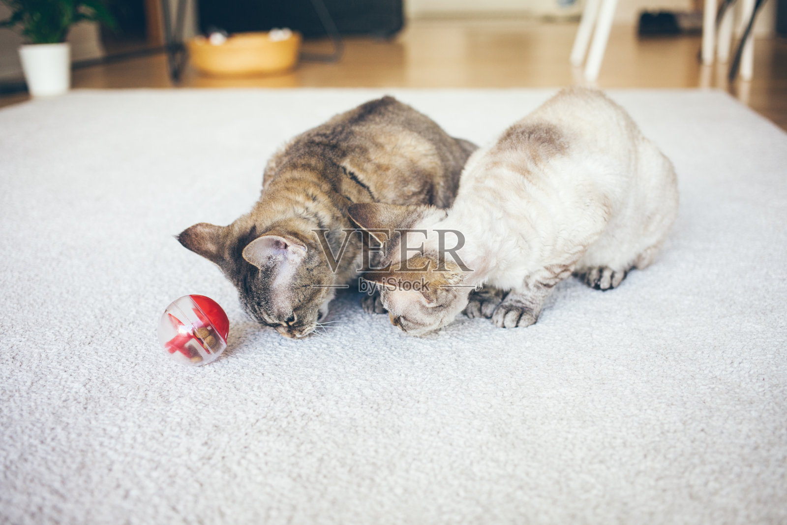 德文郡雷克斯猫玩互动式喂猫球，增加猫的活动，减少过量进食，照片摄影图片