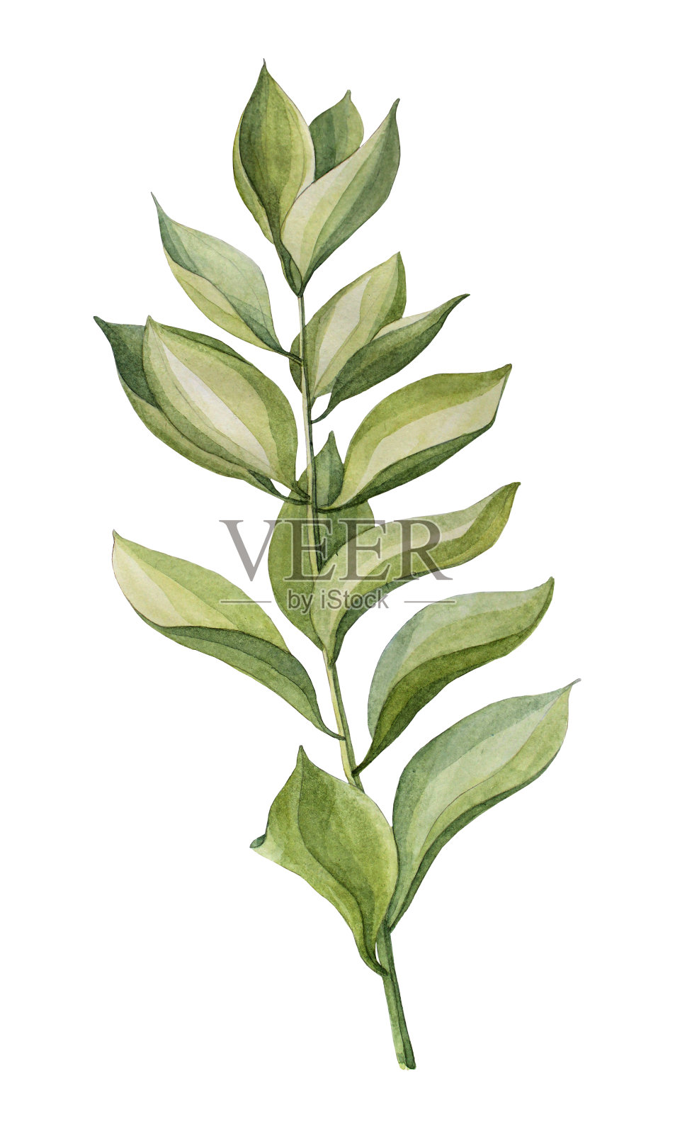 水彩手绘绿枝多汁扎米库尔卡
叶子植物孤立在白色的背景艺术创作的自然对象插画图片素材
