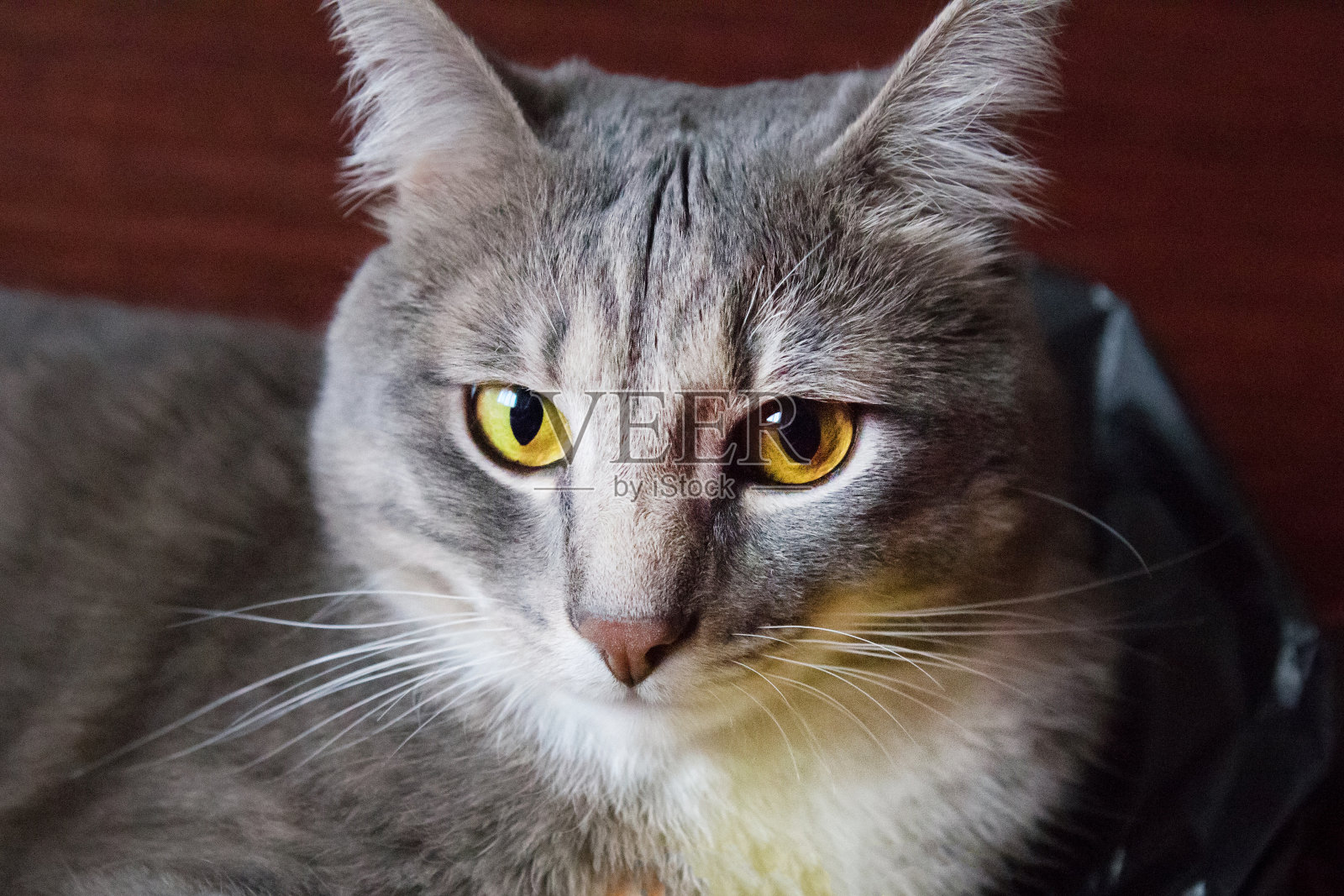 年轻美丽的灰猫与绿色眼睛的肖像照片摄影图片