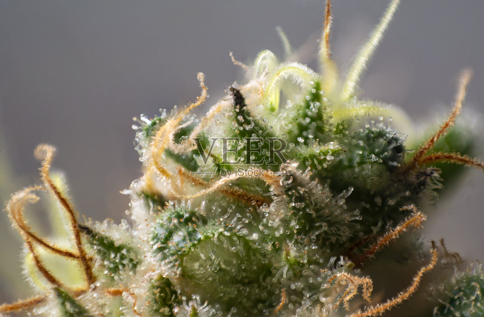 大麻花丛(工业植物品系)的宏观细节照片摄影图片