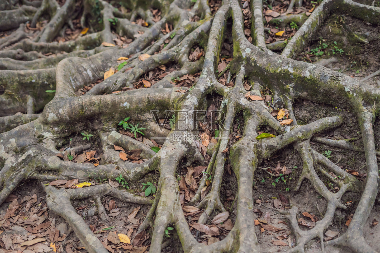 印度尼西亚巴厘岛公园里的一棵古树照片摄影图片