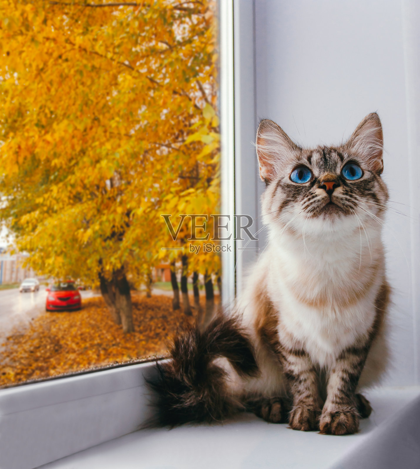 一只可爱的蓝眼睛毛茸茸的猫坐在窗台上照片摄影图片