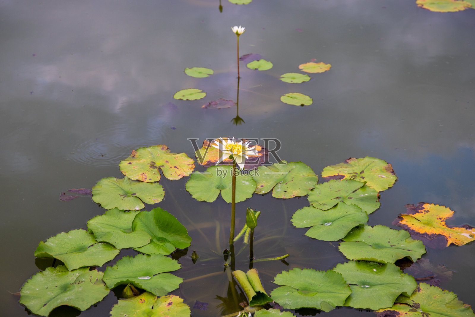 荷花和荷叶在池塘里。水面上开放的花，叶圆。东方禅宗旗帜模板照片摄影图片