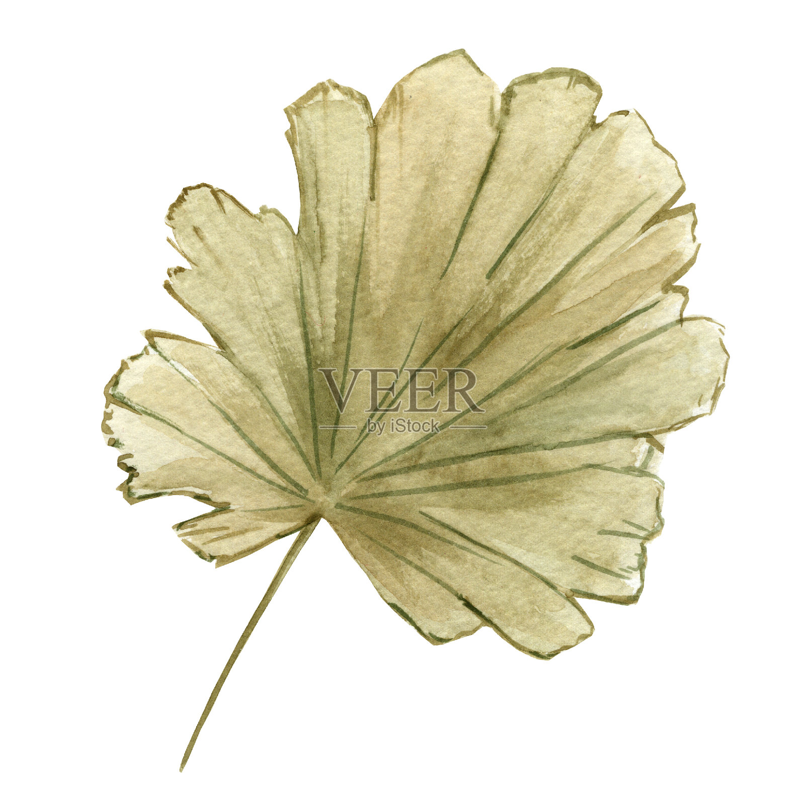 干燥的棕榈叶。波西米亚水彩手绘插图。设计元素图片