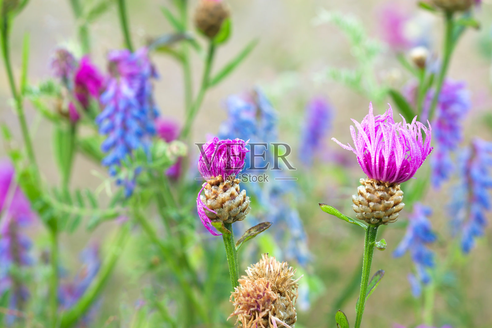 蓝色紫色的花盛开在春天的草地上照片摄影图片