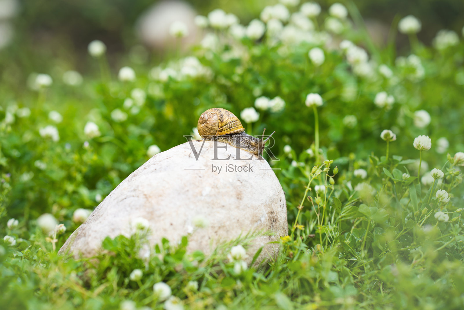 三叶草花园里的蜗牛照片摄影图片