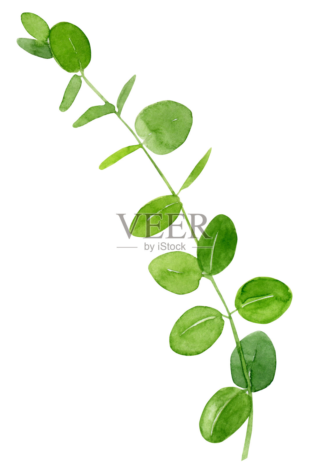 水彩手绘植物插图绿色桉树叶子在树枝上孤立的白色背景。插画图片素材