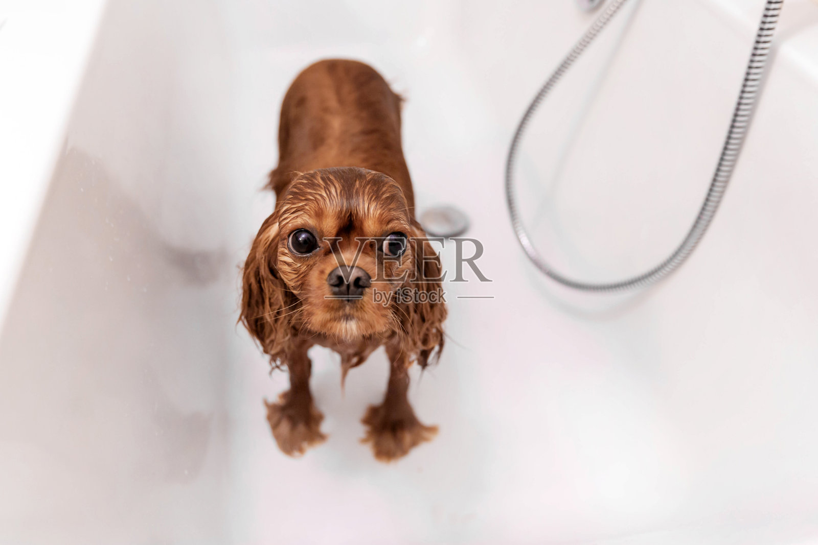 浴缸里有趣的湿狗照片摄影图片