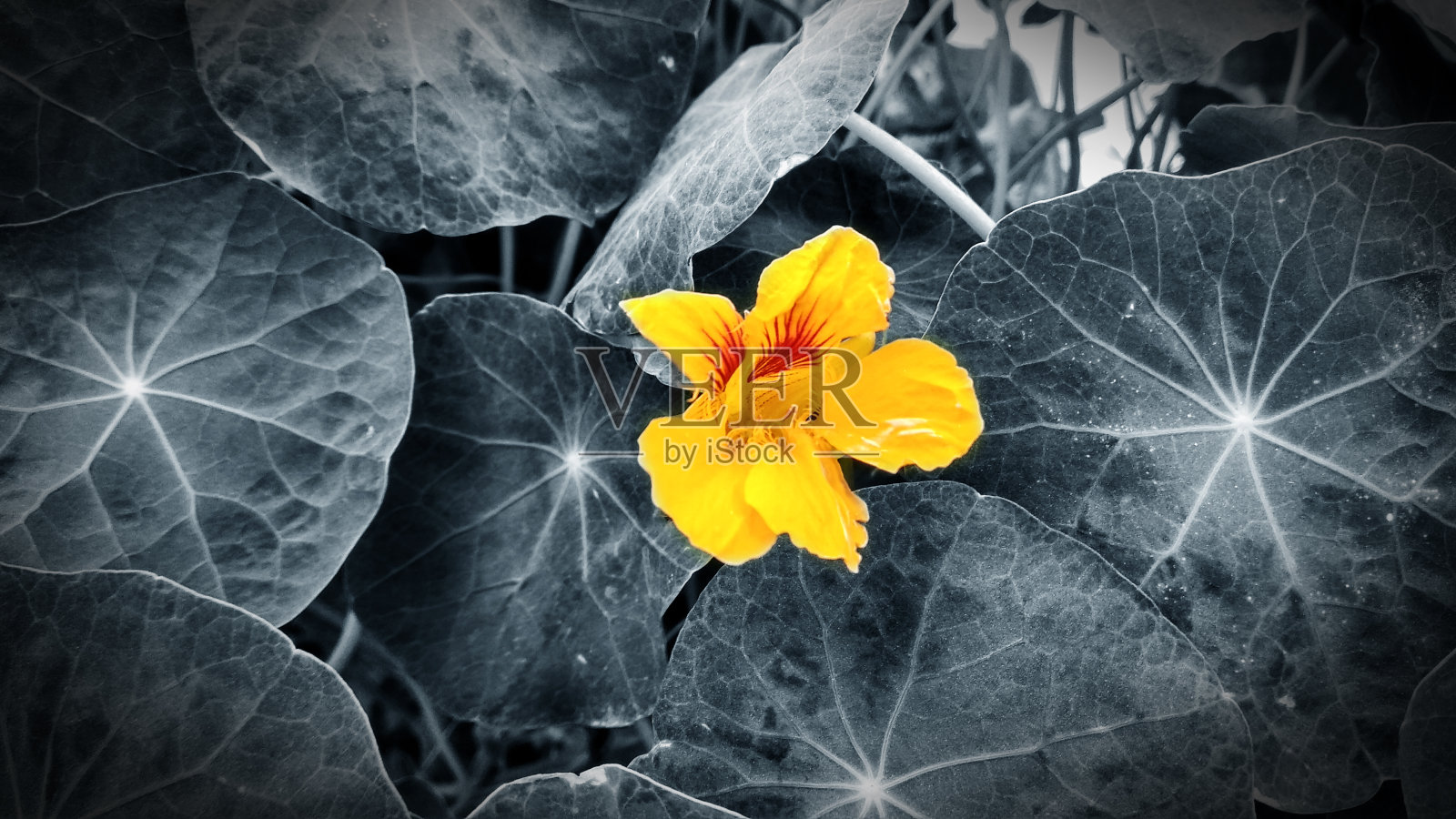 黄色和红色盛开的花朵。黑白摄影照片摄影图片