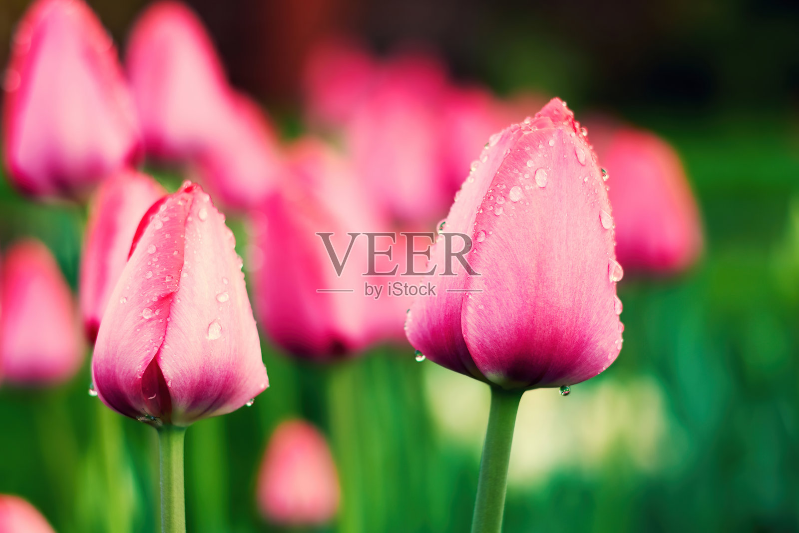 雨后许多美丽的粉红色郁金香的色调图像。后院花坛上的花是雨滴做的。自然背景照片摄影图片