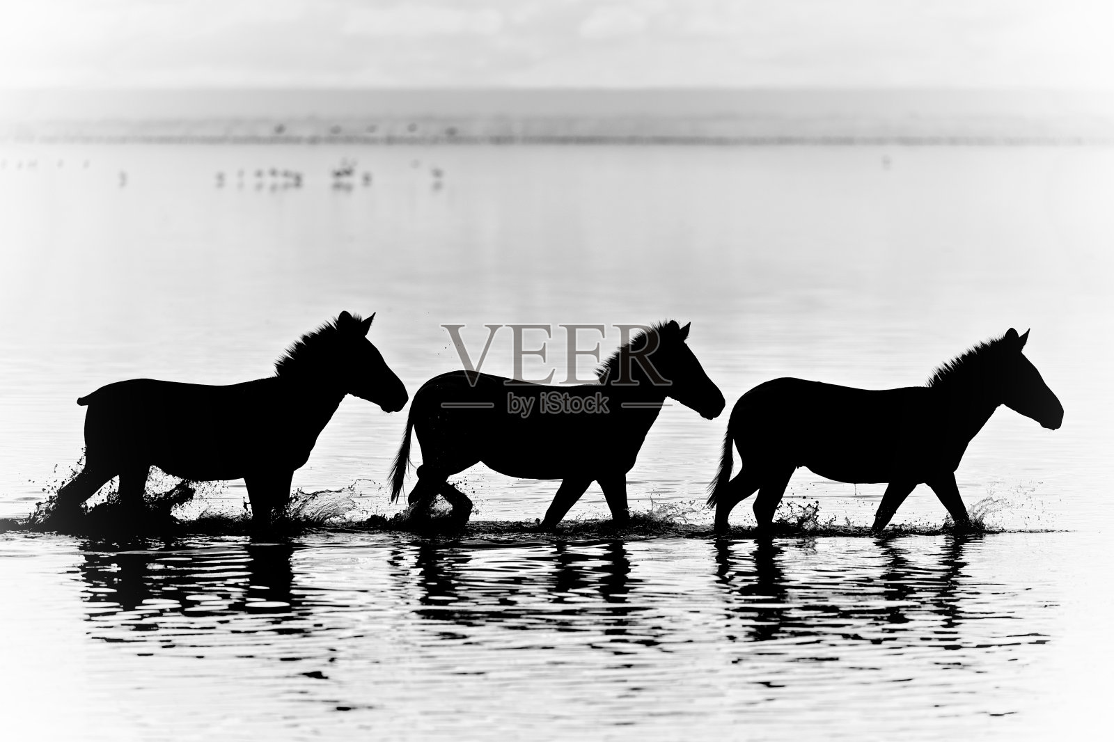 曼雅拉湖上三只行走的斑马的倒影照片摄影图片