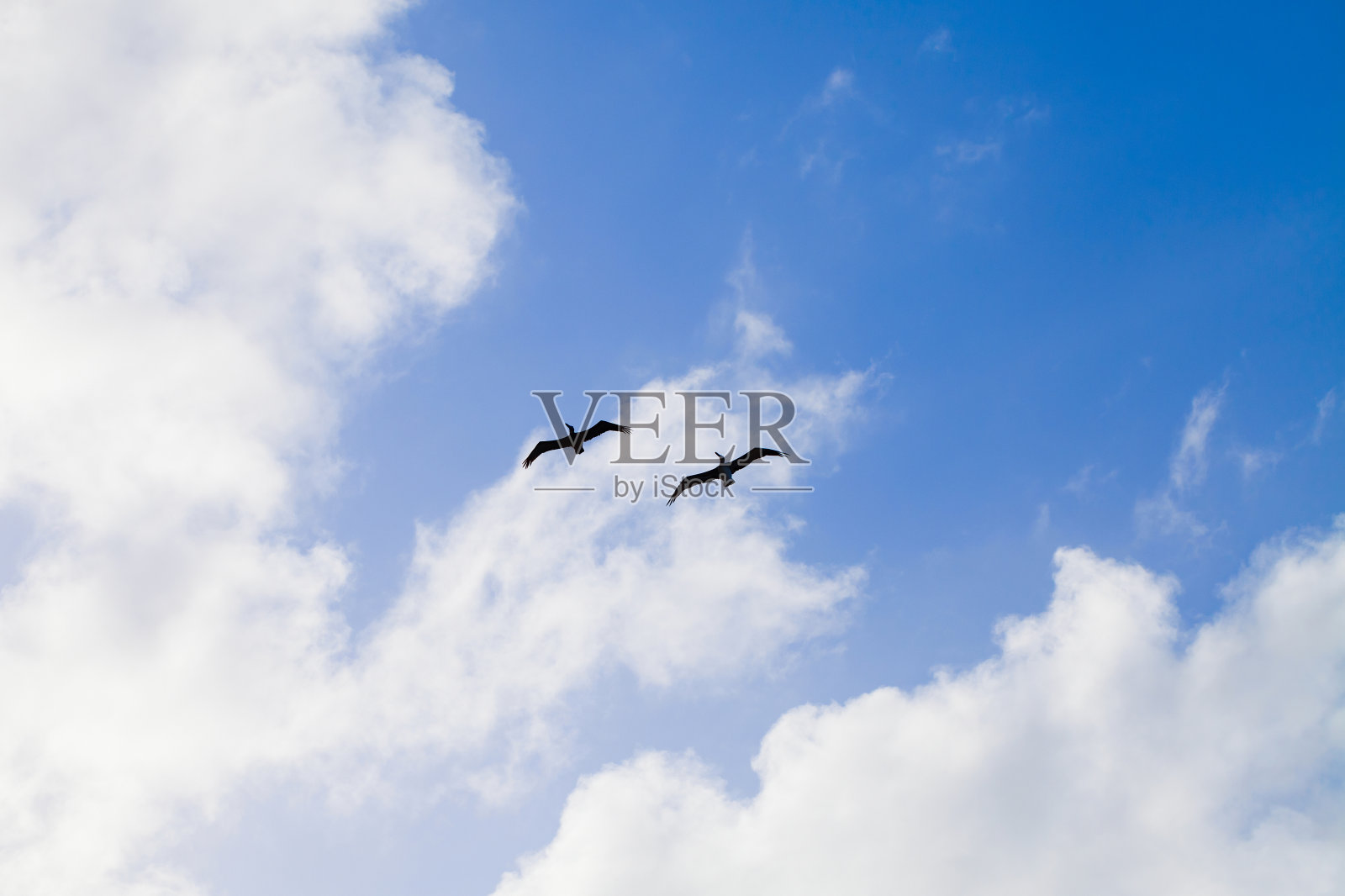 两只鹈鹕在天空中飞翔的剪影照片摄影图片