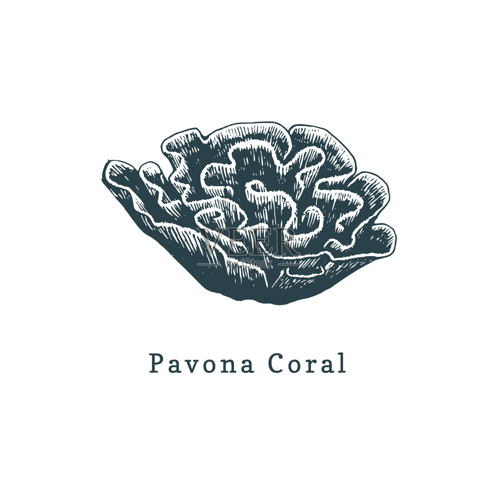 Pavona珊瑚矢量插图。在白色背景上绘制水螅体。插画图片素材