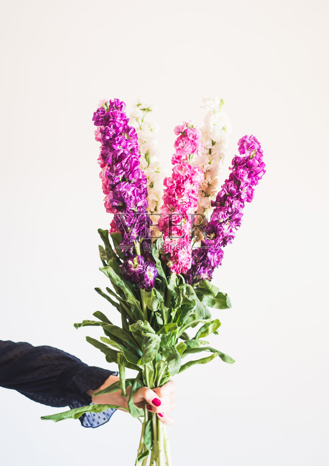 一束粉红色和紫色的花，女性的手照片摄影图片