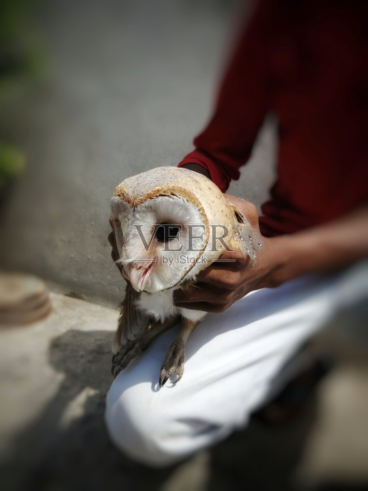 印度吉祥猫头鹰的特写。它在印度也被称为lokhi pecha ullo照片摄影图片