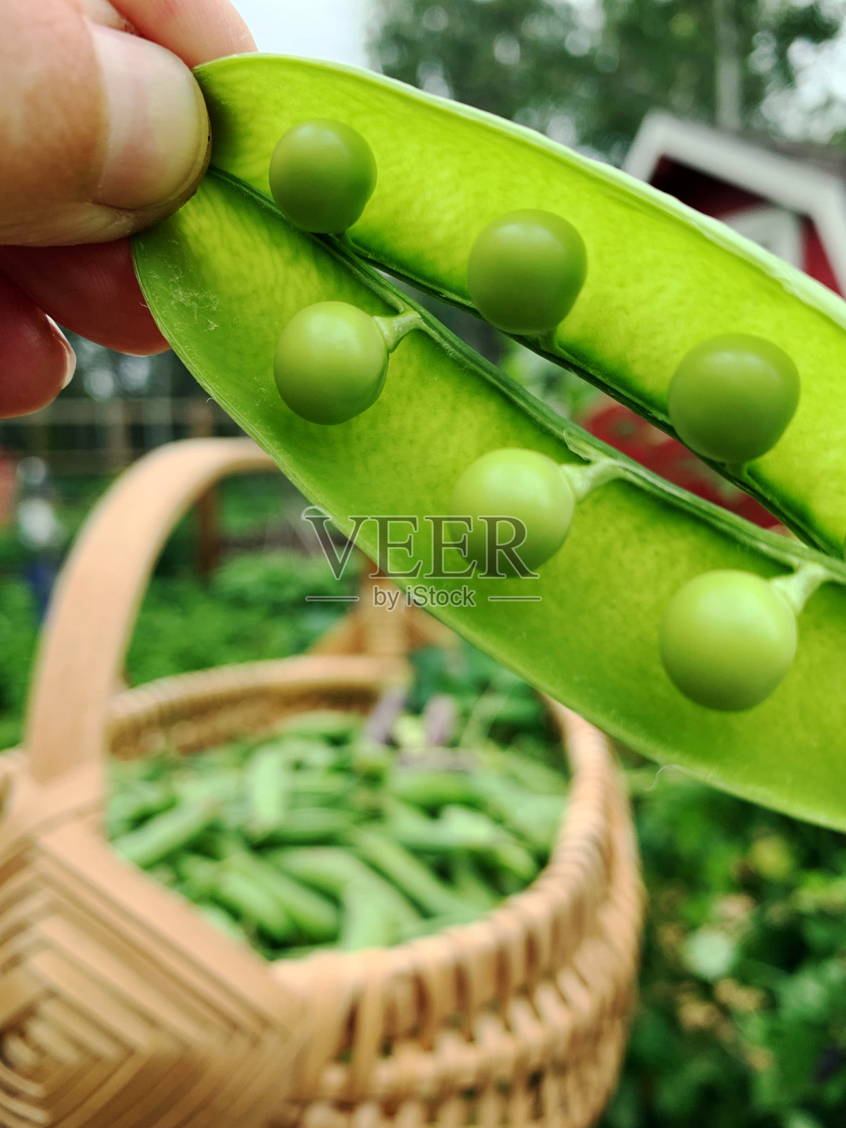 新鲜收获的绿色祖传豌豆从有机花园照片摄影图片