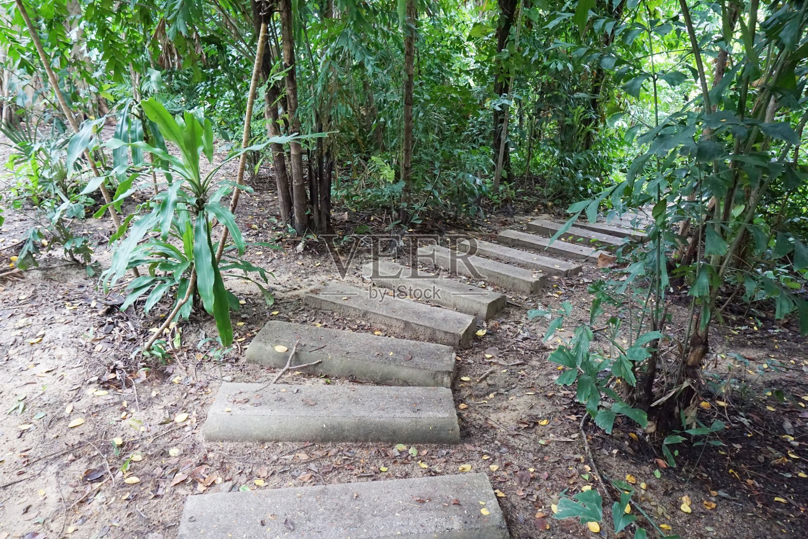 泰国森林中的自然步道照片摄影图片